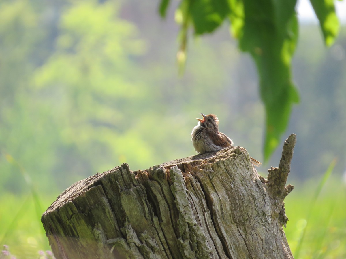 Song Sparrow - Ray Mielke