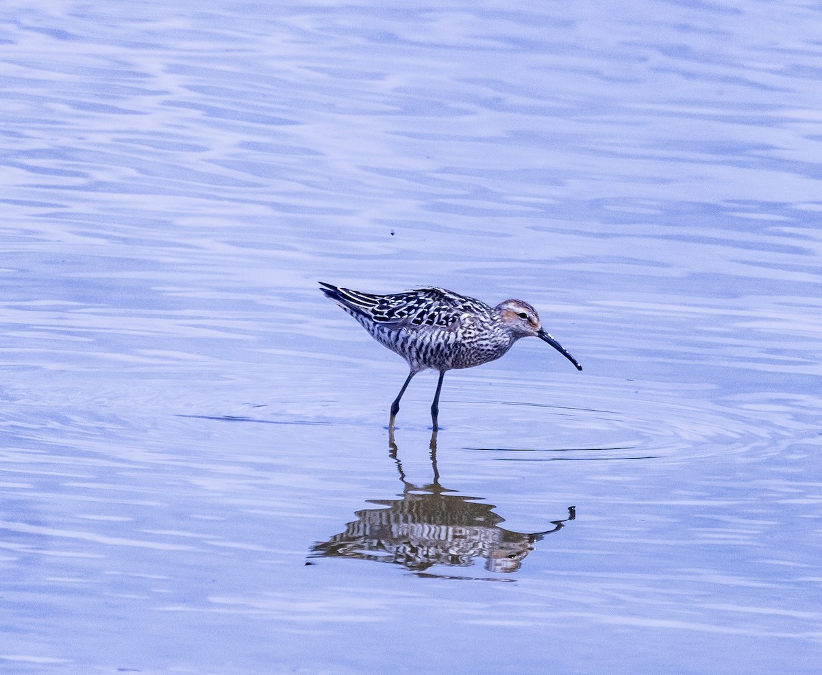 Stilt Sandpiper - ML598021661