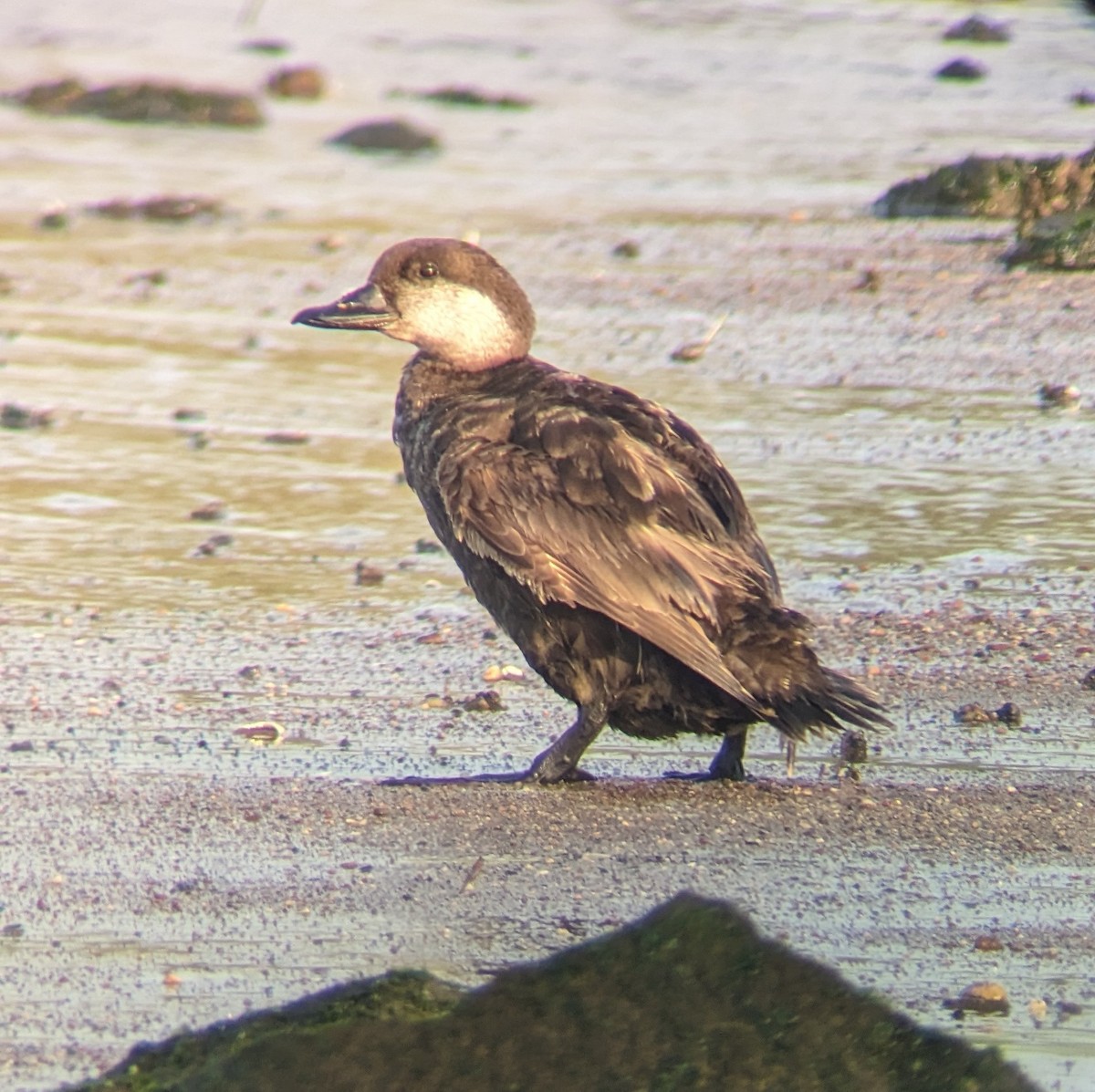 Black Scoter - ML598021671