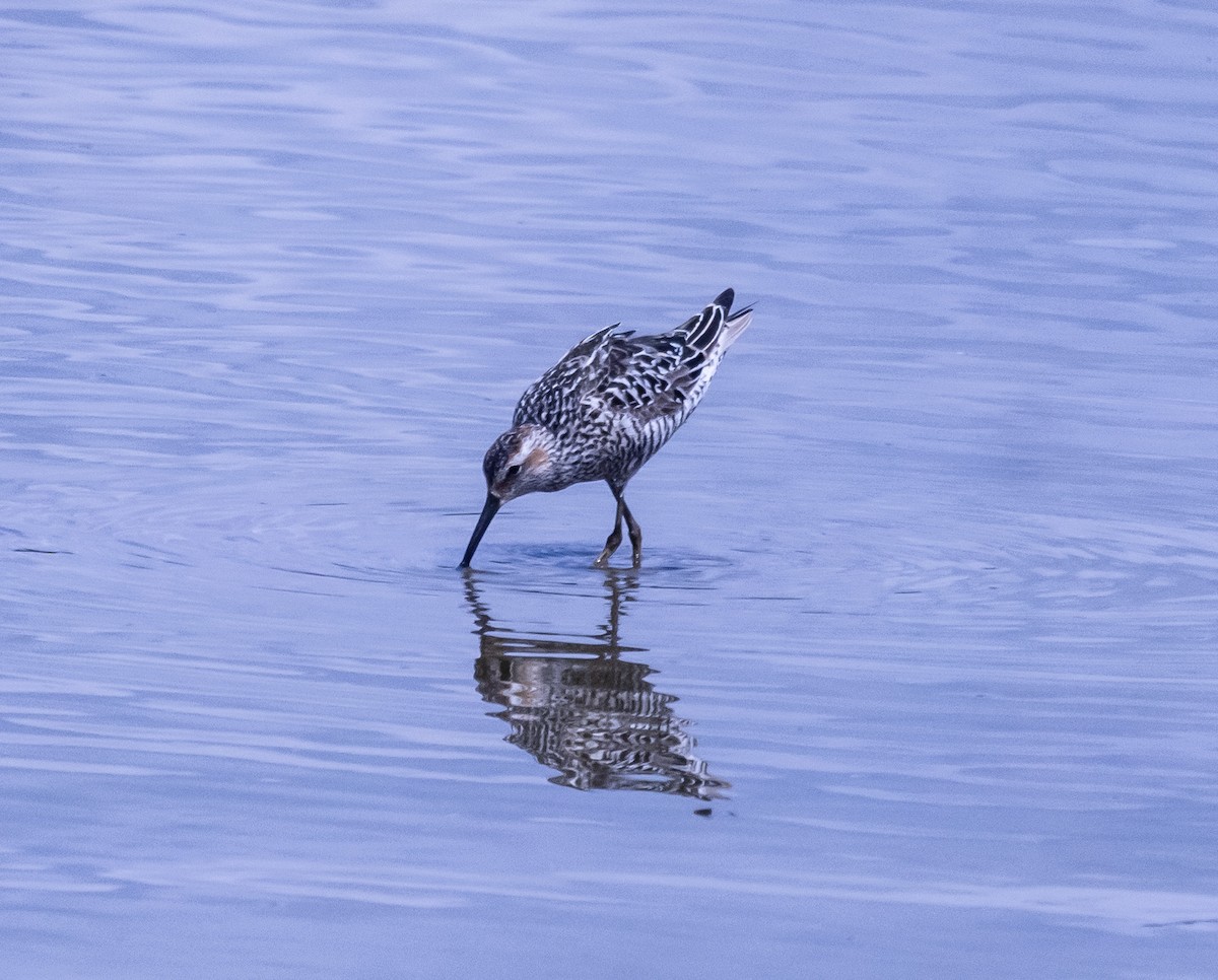 Stilt Sandpiper - Mark Strittmatter