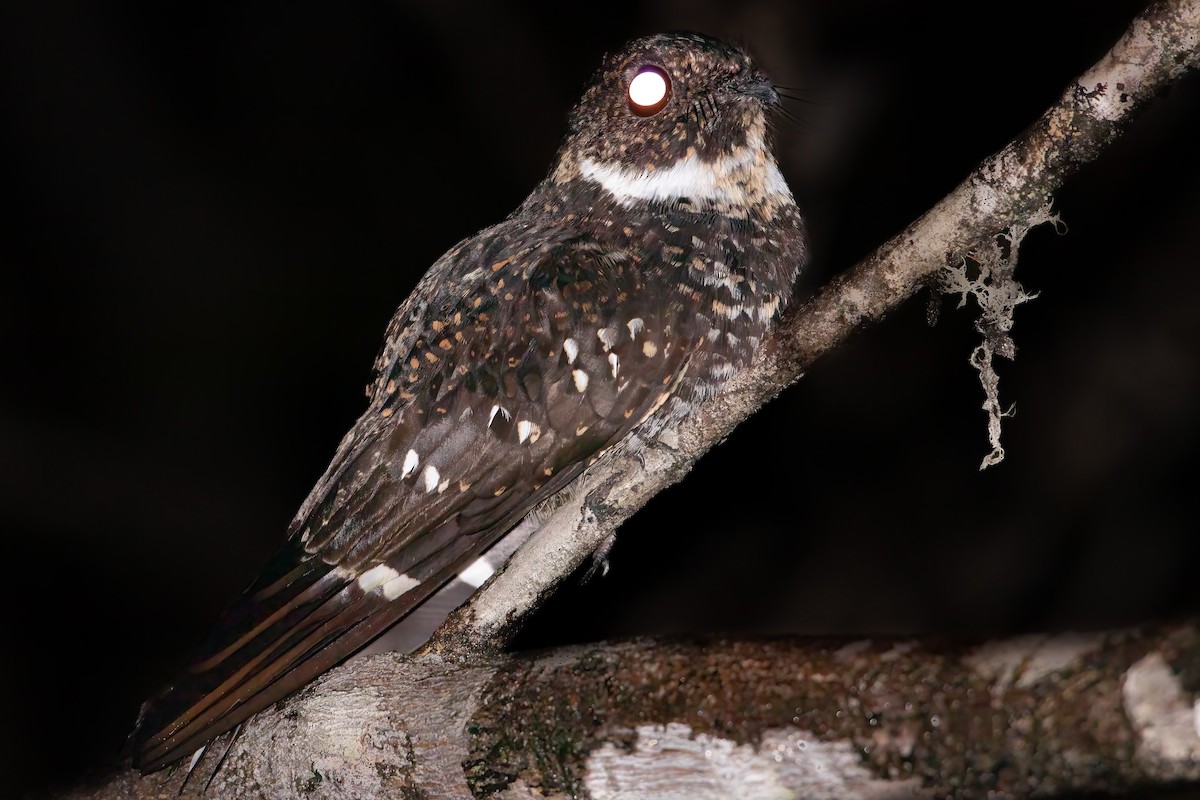 Roraiman Nightjar - Jhonathan Miranda - Wandering Venezuela Birding Expeditions