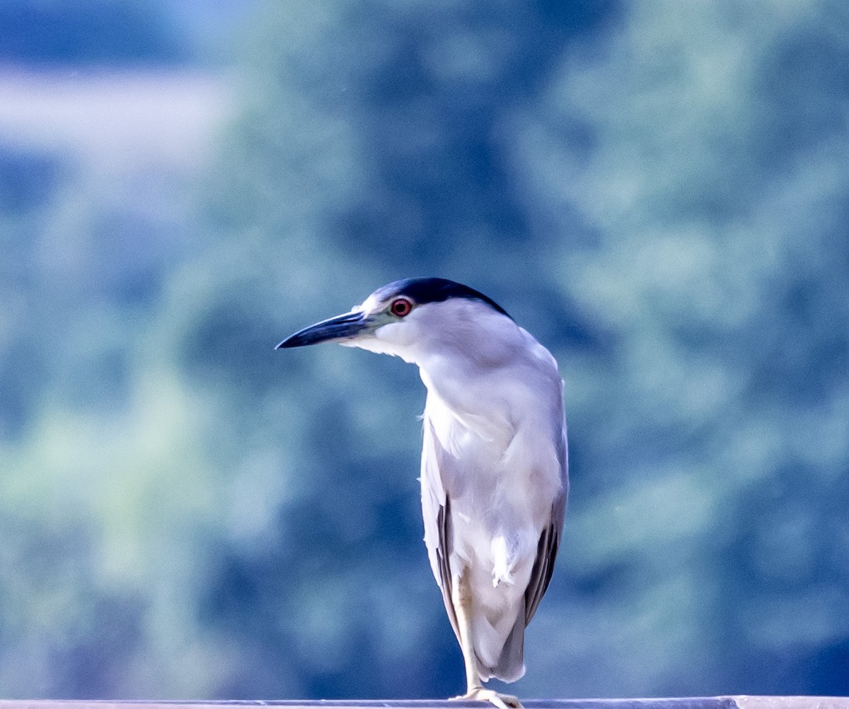 Black-crowned Night Heron - Mark Strittmatter
