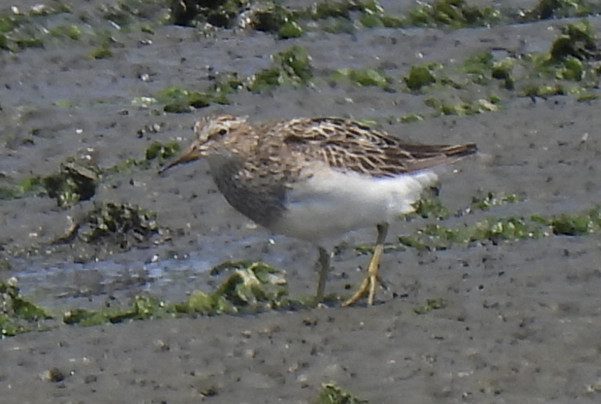 Pectoral Sandpiper - ML598022701