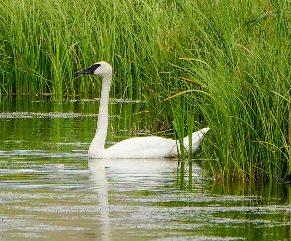 Trumpeter Swan - Anonymous