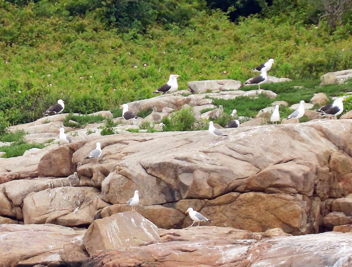 Gaviota Argéntea - ML598025471