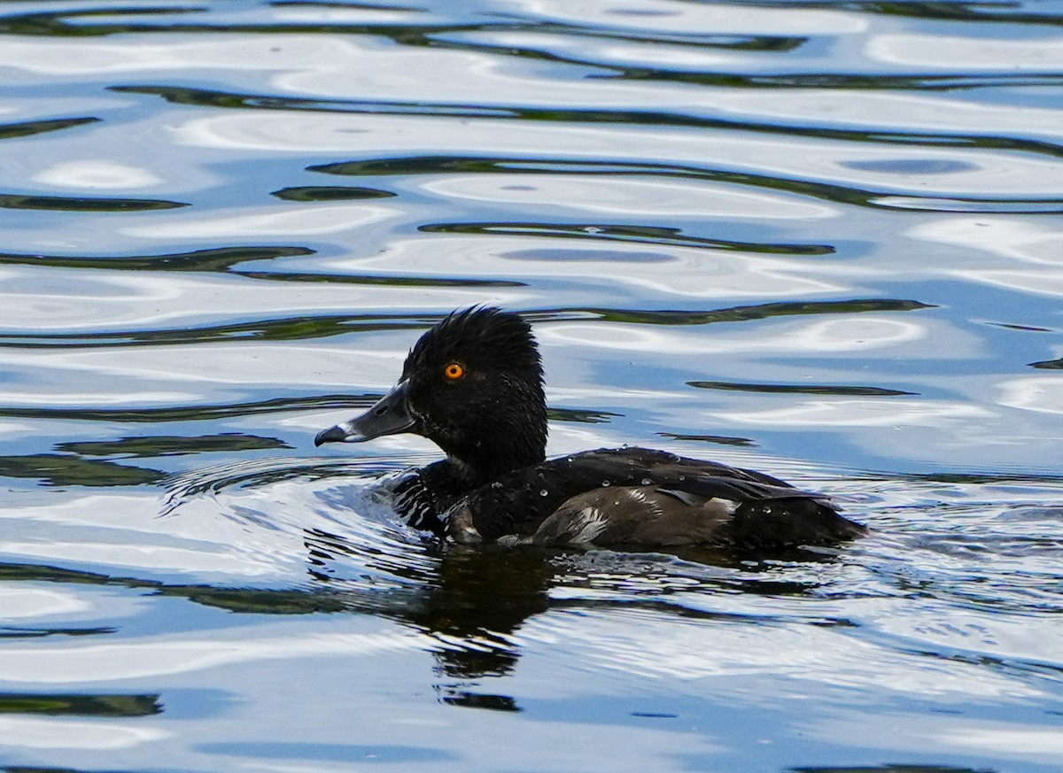 Ring-necked Duck - Anonymous