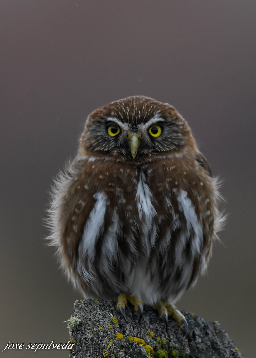 Austral Pygmy-Owl - José Sepúlveda
