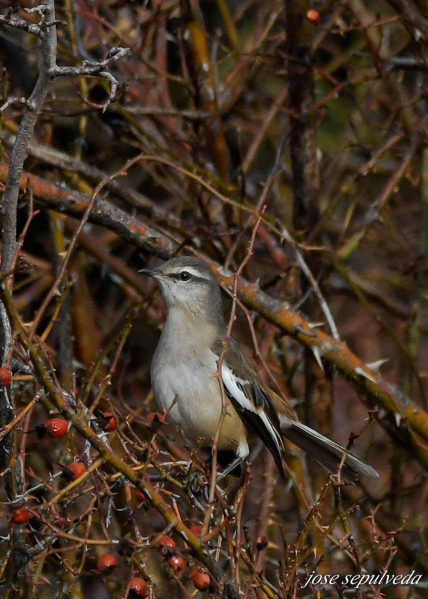 White-banded Mockingbird - ML598026201