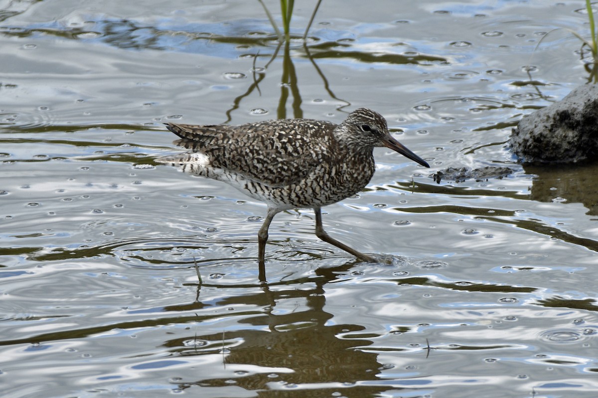 Willet - Jim Ivett