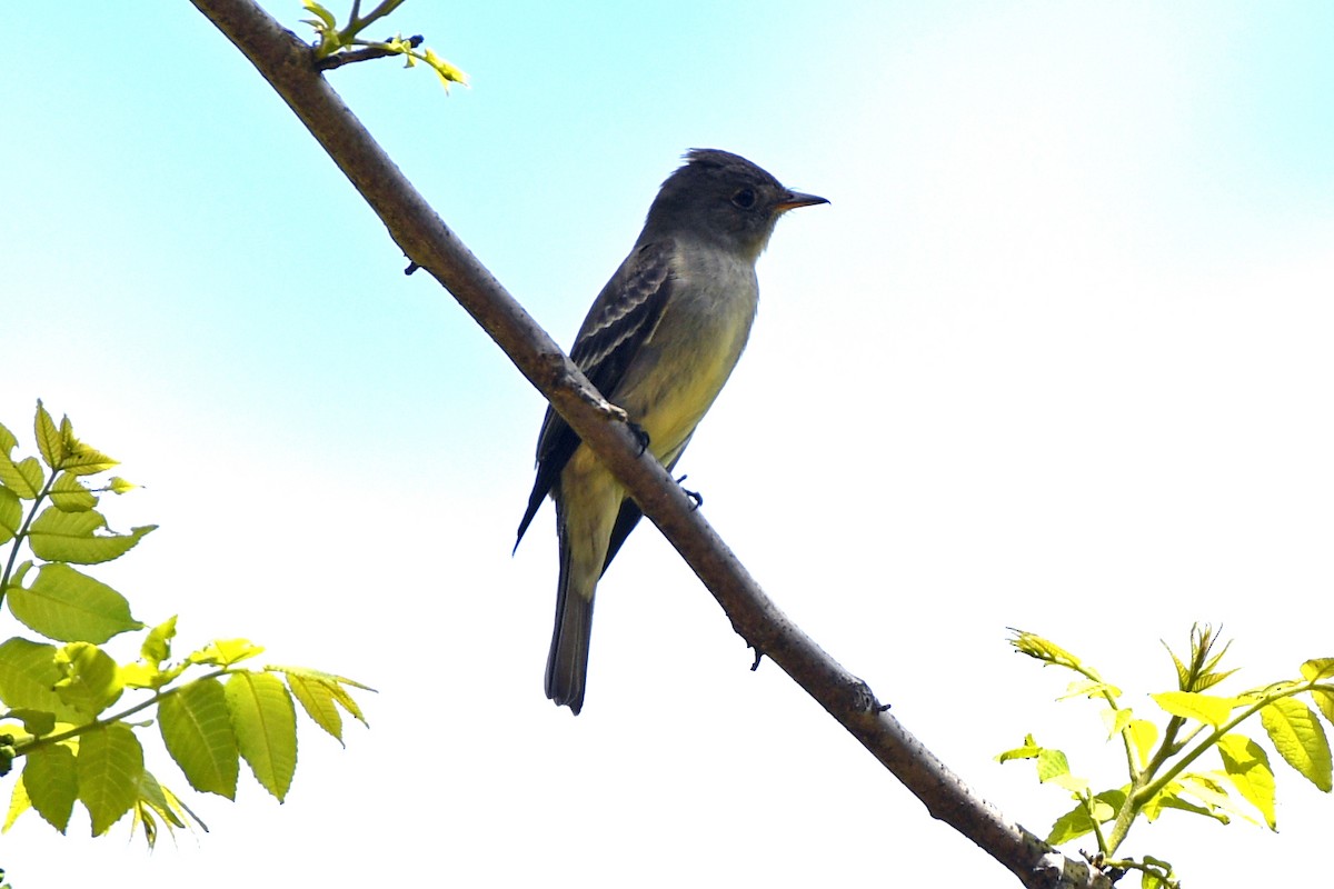 Willow Flycatcher - Jim Ivett