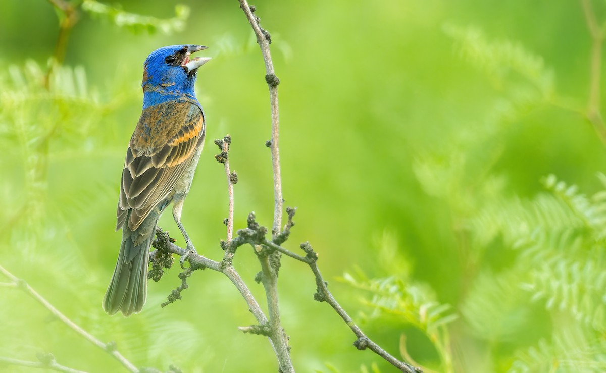 Blue Grosbeak - ML598028121