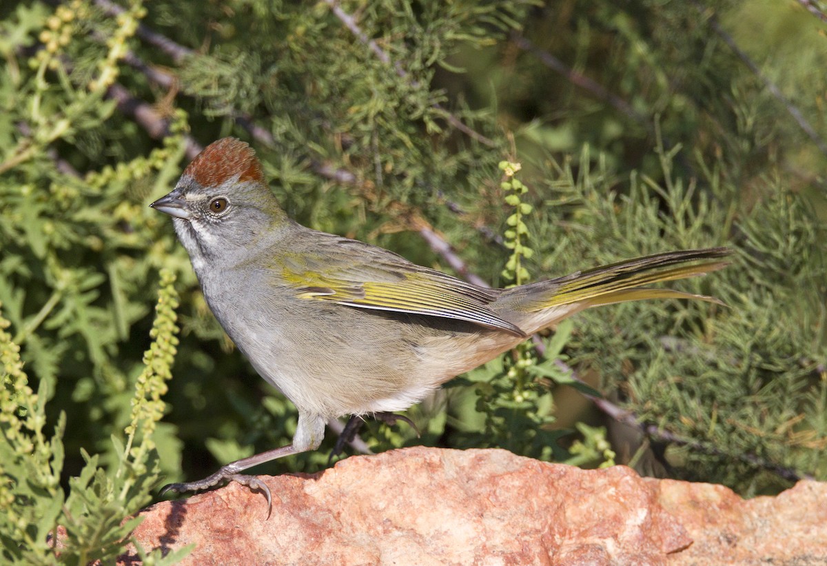 Green-tailed Towhee - ML598028841
