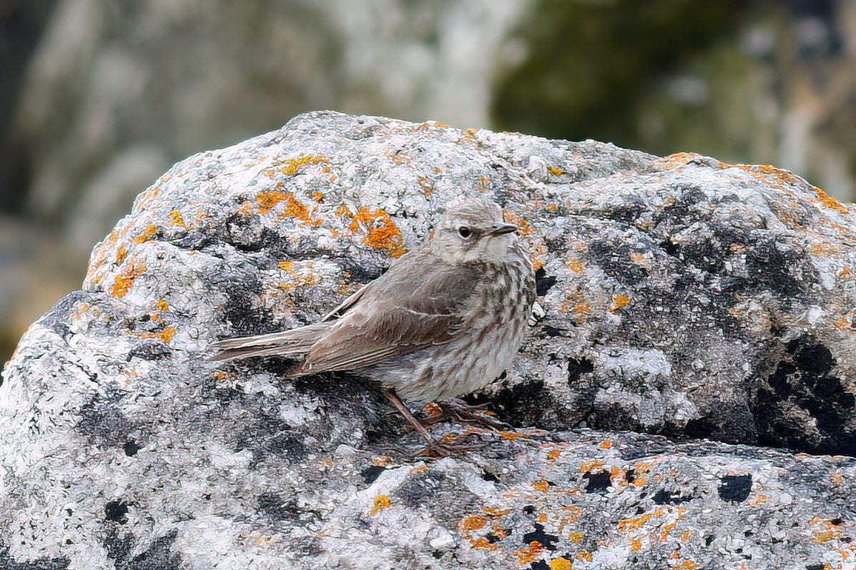 Rock Pipit - ML598029781