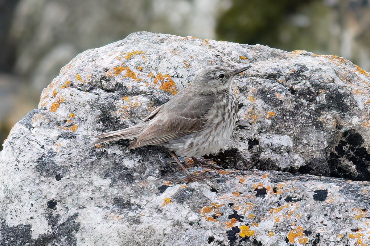 Rock Pipit - ML598029791