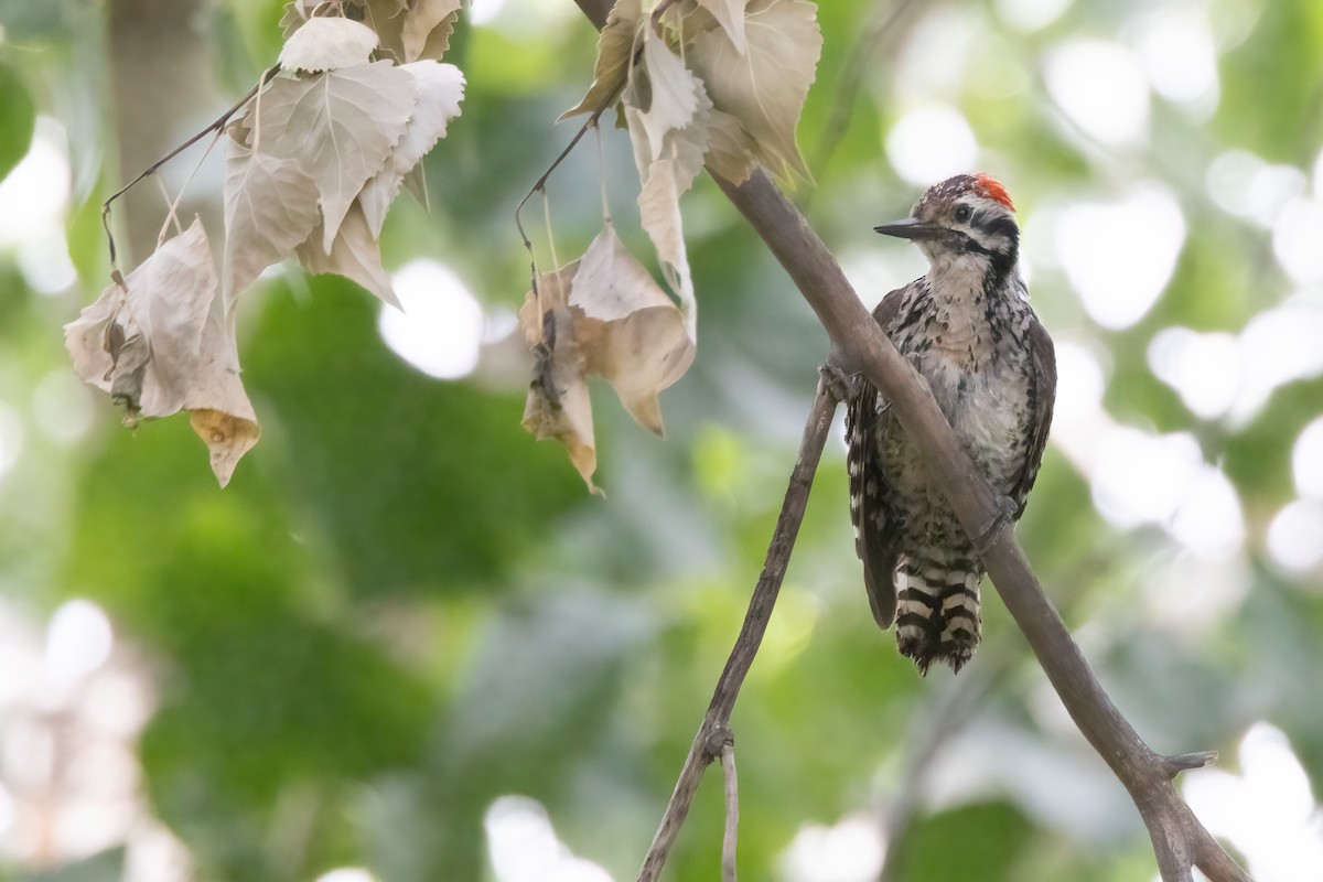 Ladder-backed Woodpecker - Liam Hutcheson