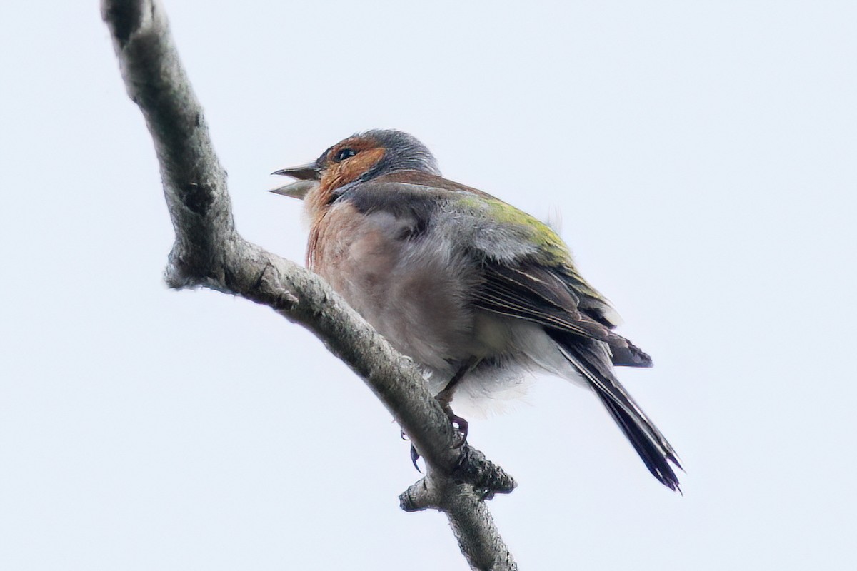 Common Chaffinch - ML598030411