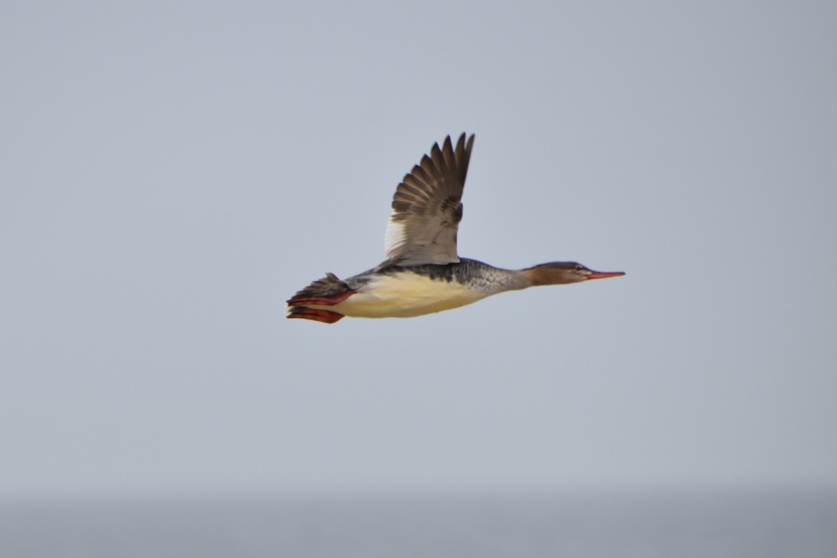 Red-breasted Merganser - ML598030541