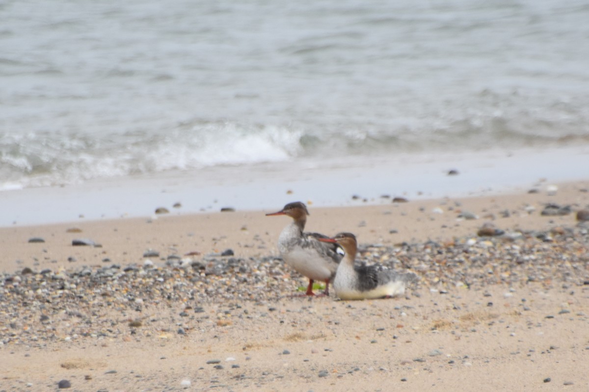 Red-breasted Merganser - ML598030691