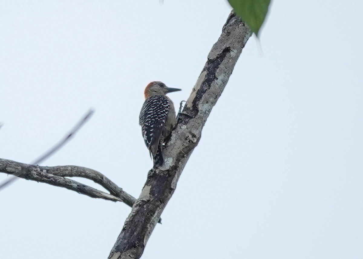 Red-crowned Woodpecker - Pam Vercellone-Smith