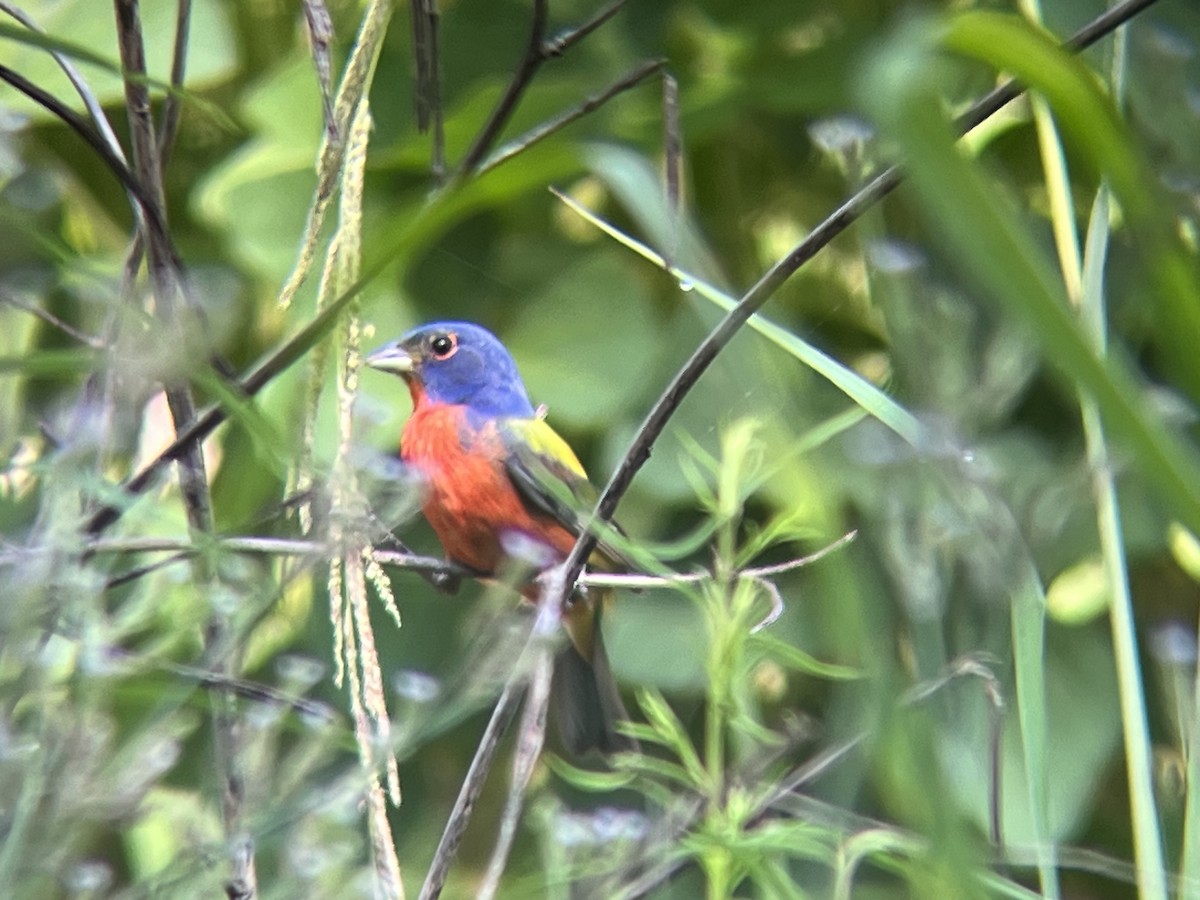 Painted Bunting - ML598032851