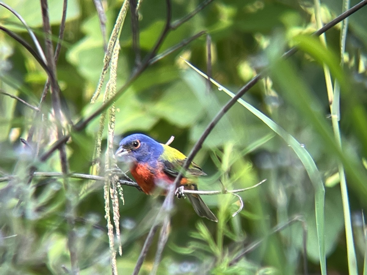 Painted Bunting - ML598032861