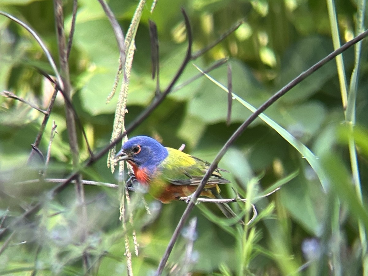Painted Bunting - ML598032871