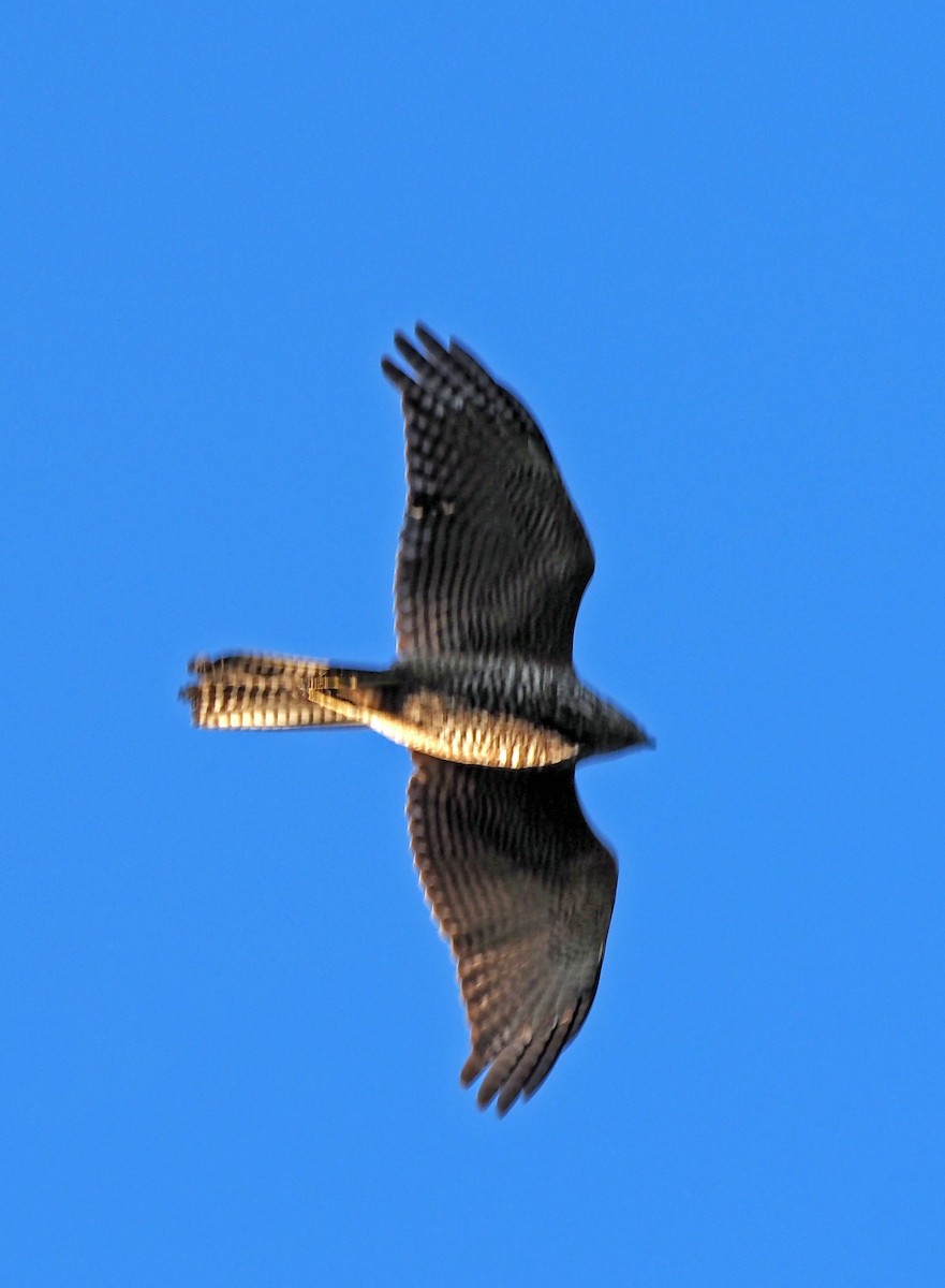 Collared Sparrowhawk - ML598033031