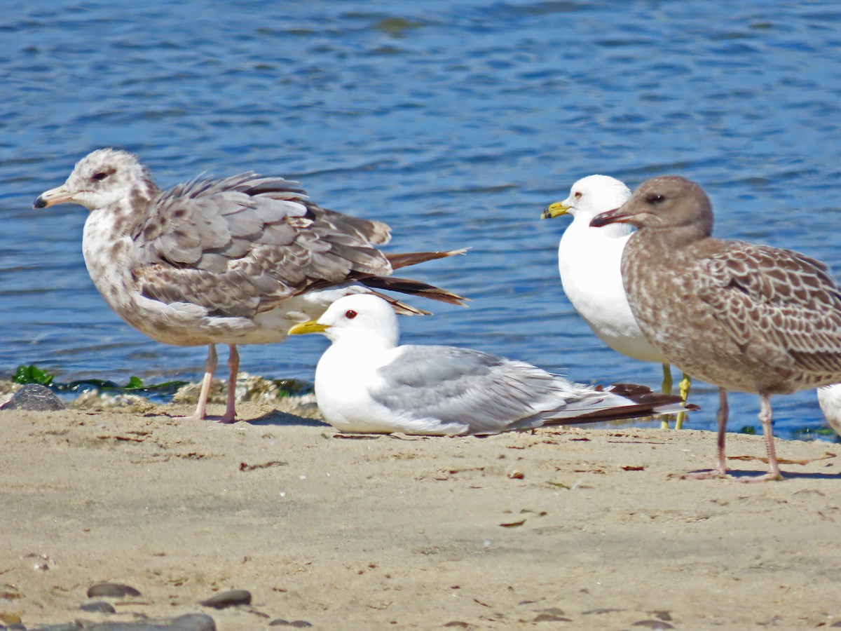 Short-billed Gull - ML598033401