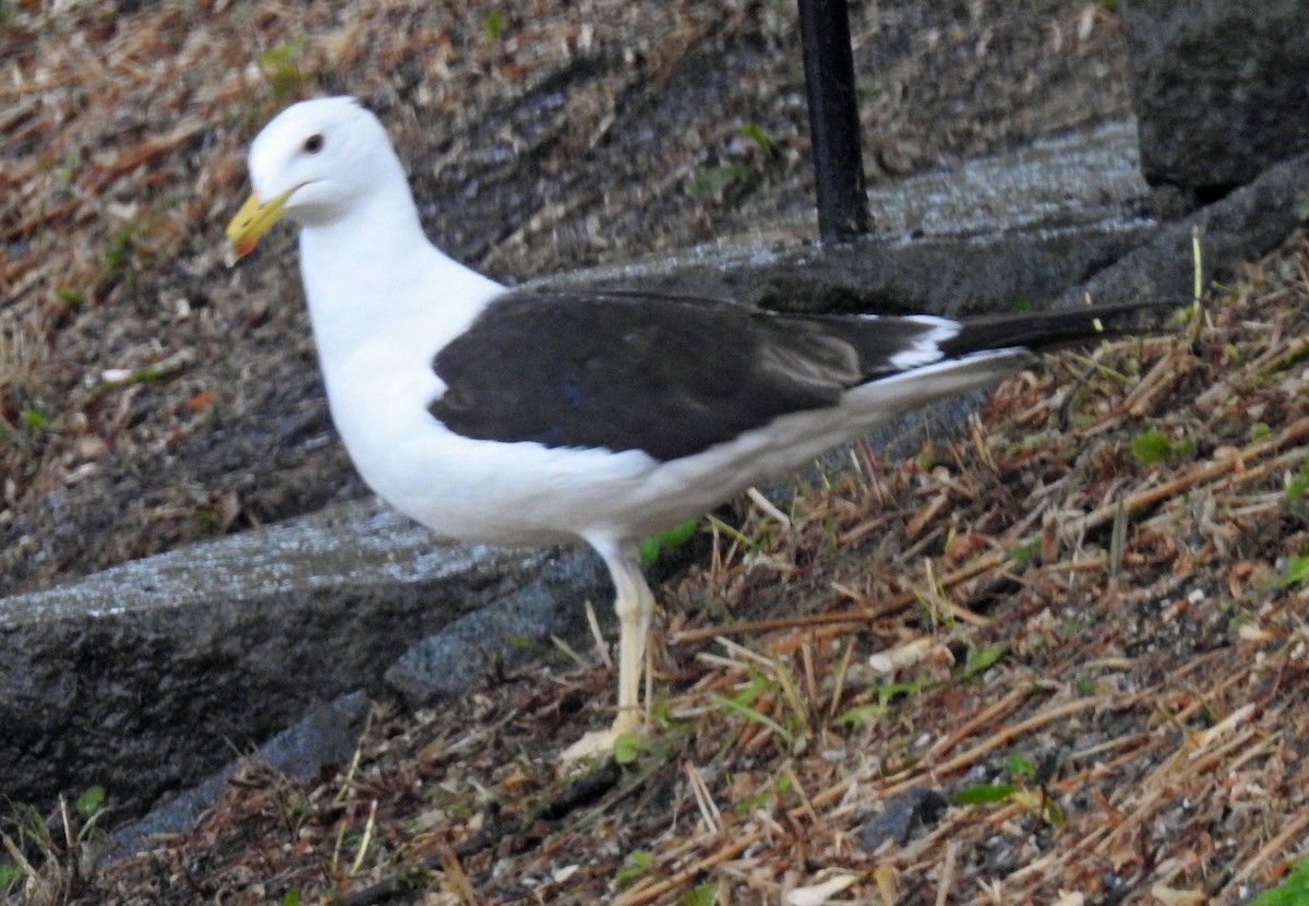 Great Black-backed Gull - ML598033711