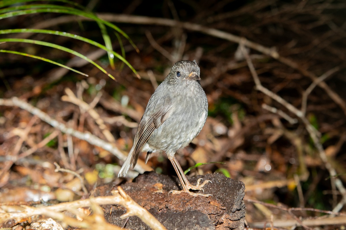 North Island Robin - ML598034311