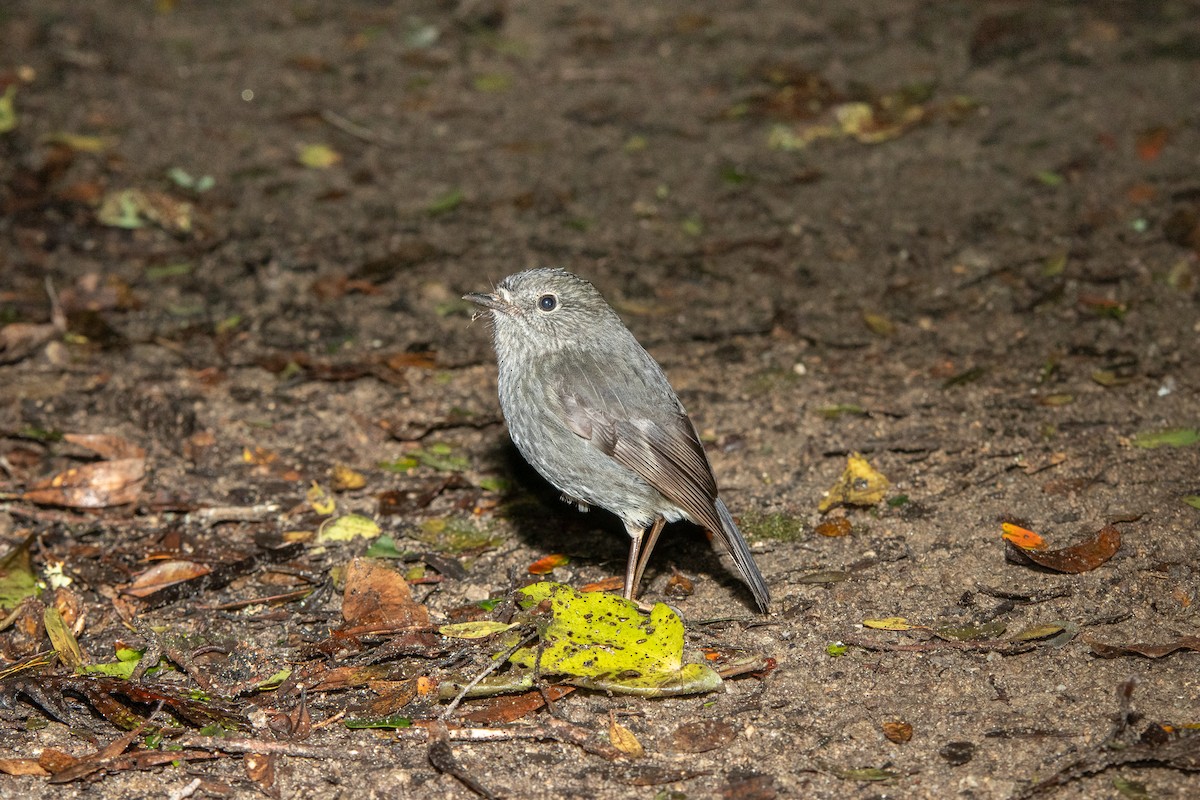 North Island Robin - ML598034321