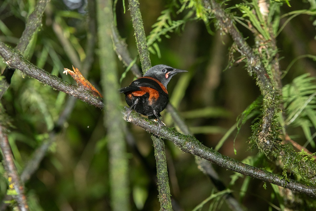 North Island Saddleback - Cleland Wallace