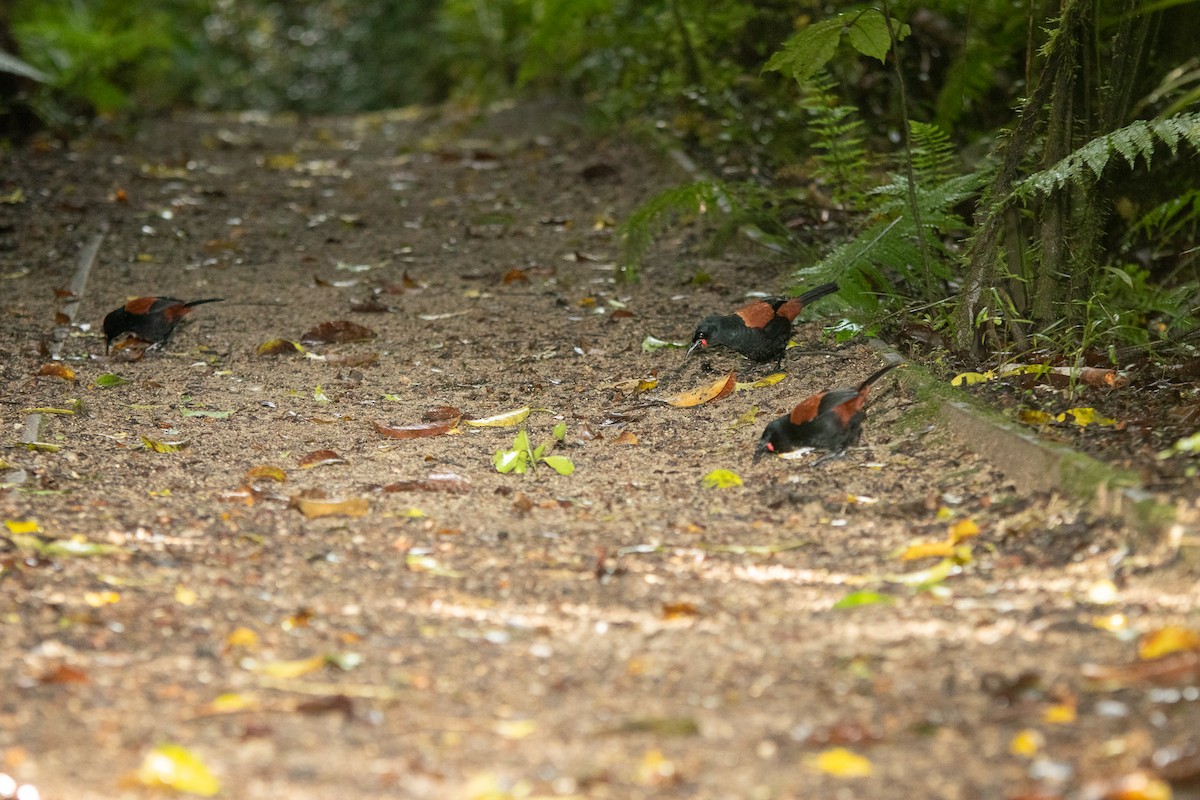 North Island Saddleback - Cleland Wallace