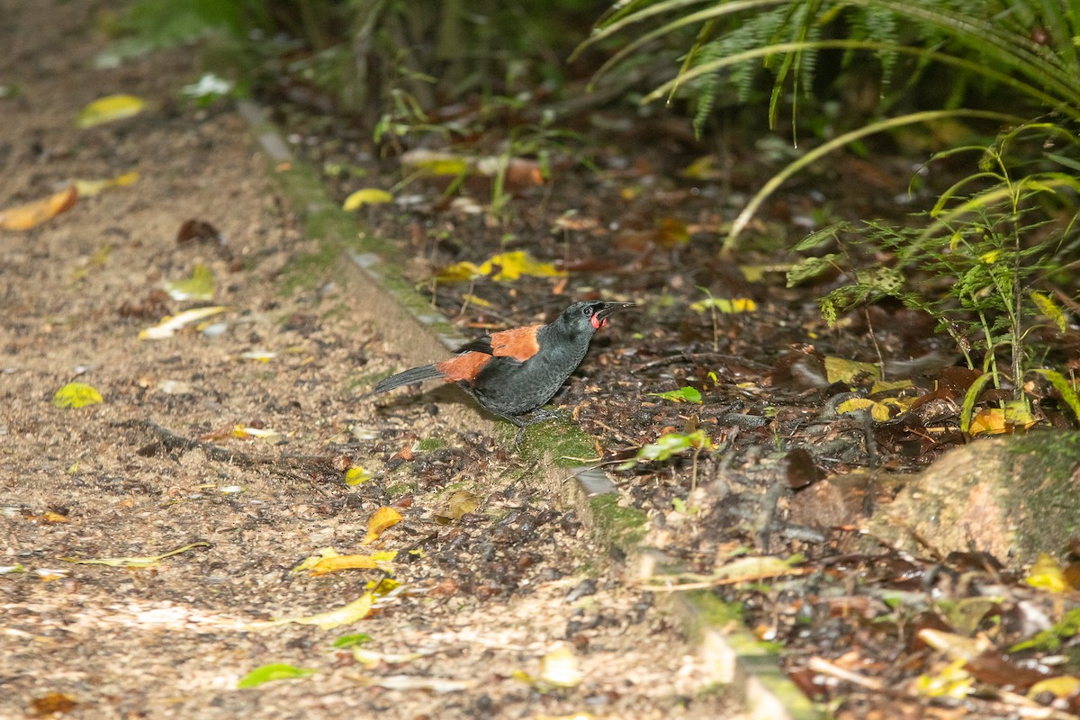 North Island Saddleback - Cleland Wallace