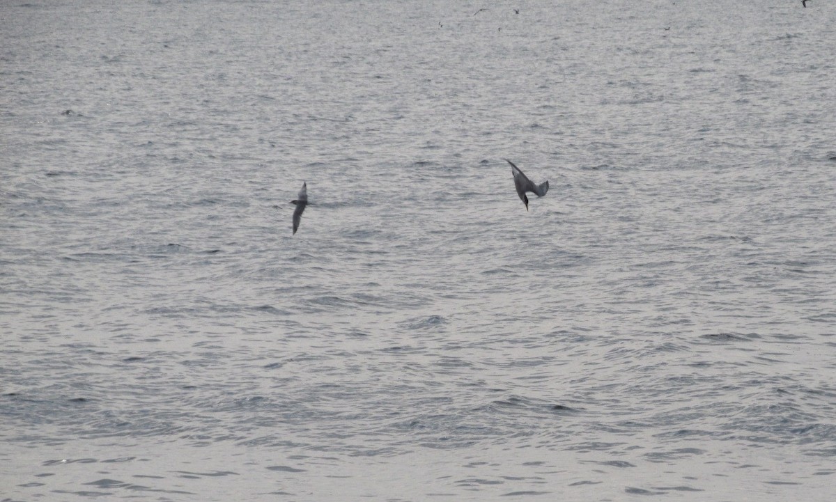 Common Tern - ML598034591