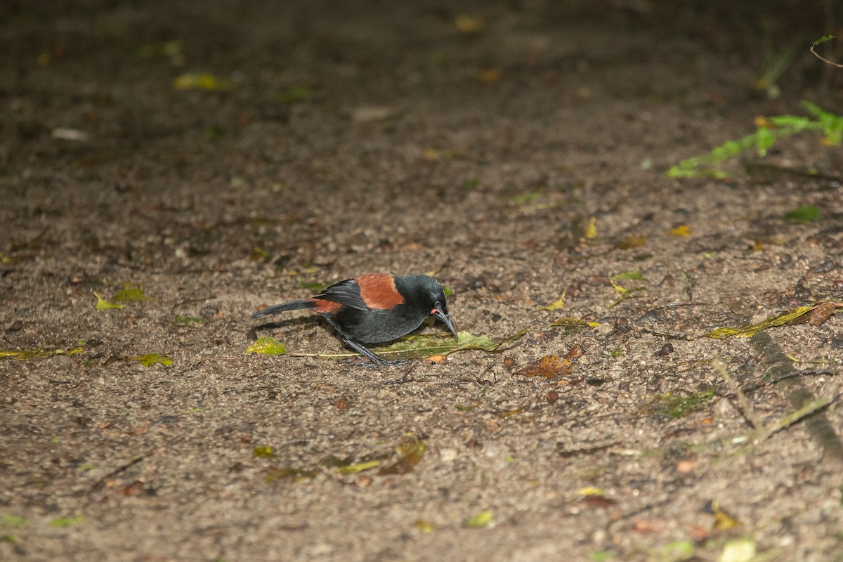 North Island Saddleback - Cleland Wallace