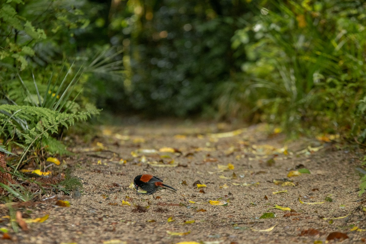 North Island Saddleback - Cleland Wallace