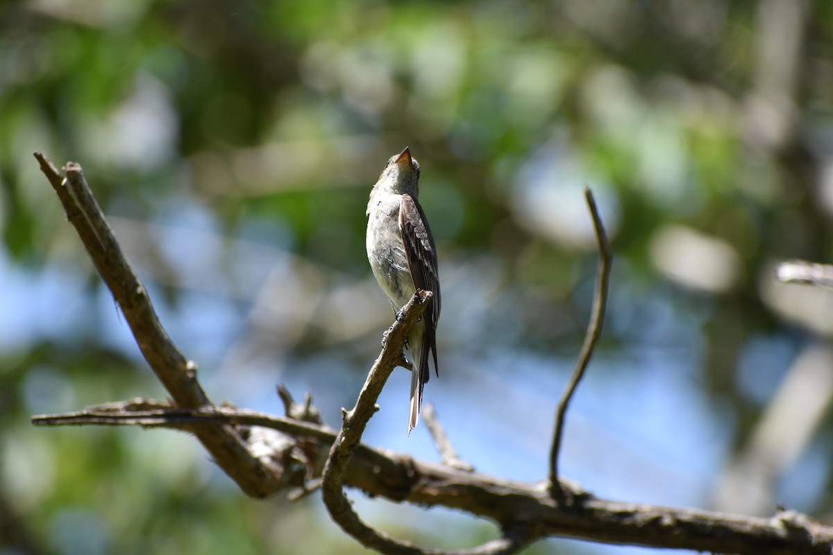 Northern Tropical Pewee - ML598035881