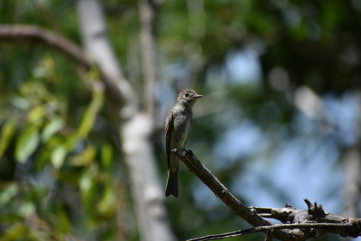 Northern Tropical Pewee - ML598035921