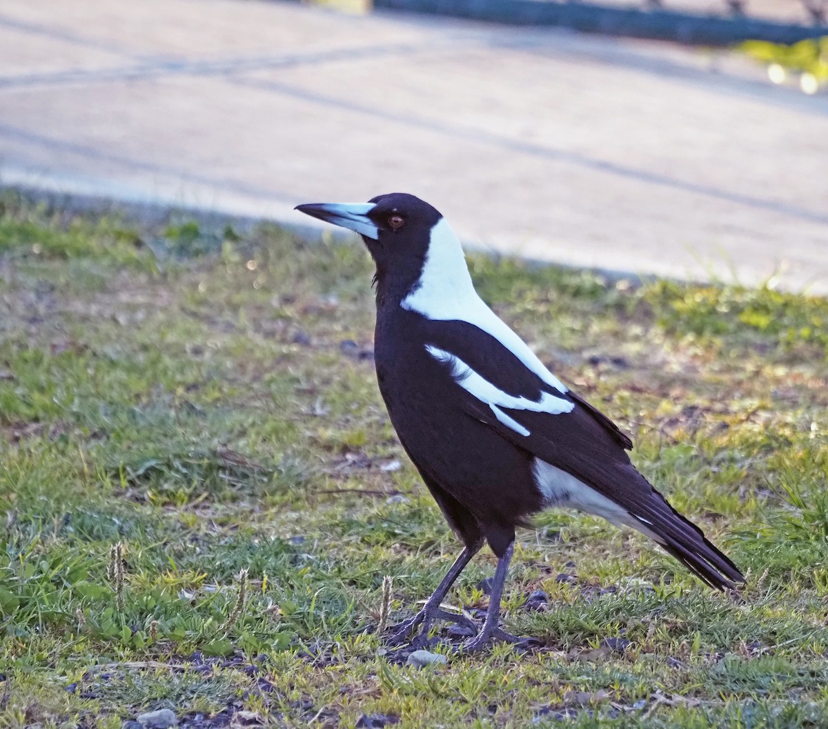 Australian Magpie - ML598036471