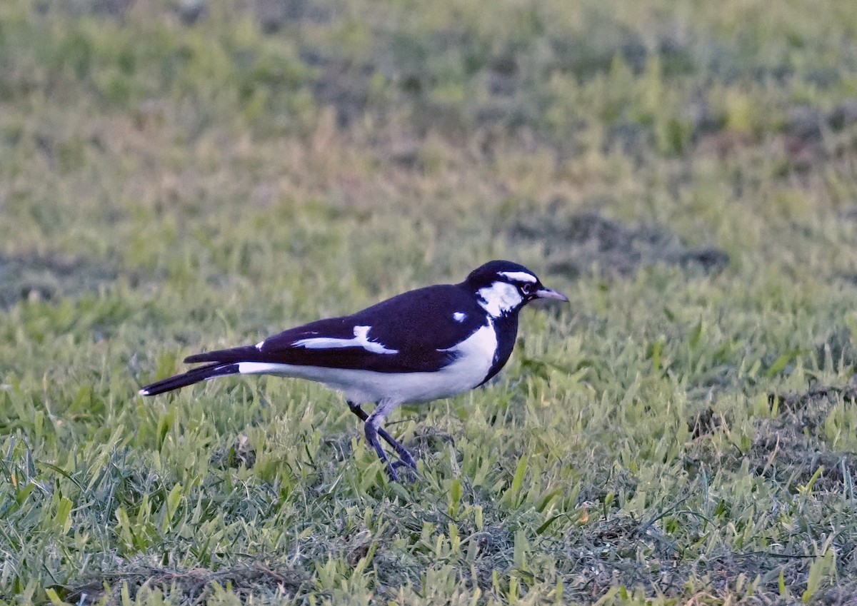 Magpie-lark - ML598036541