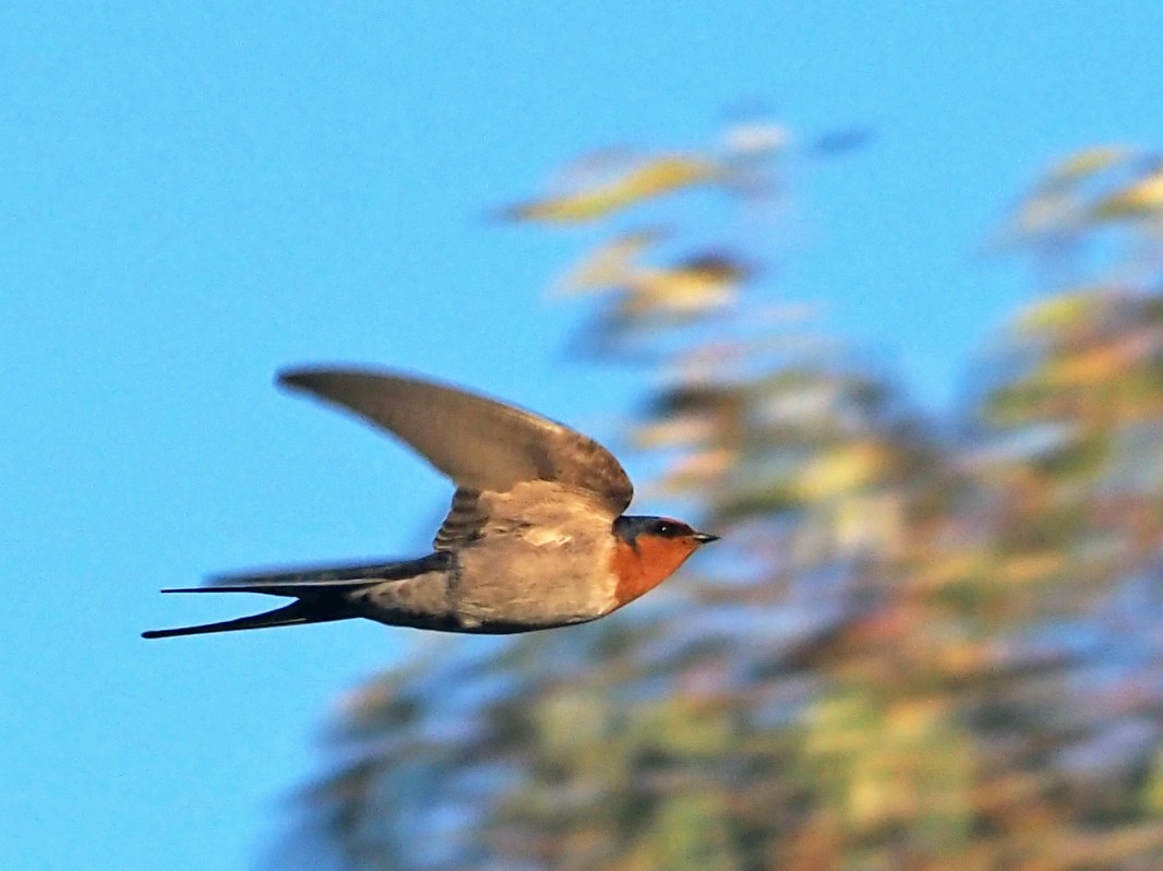 Golondrina Australiana - ML598036721