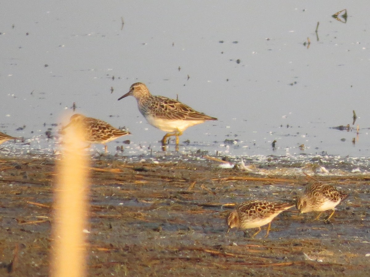 Pectoral Sandpiper - ML598037571