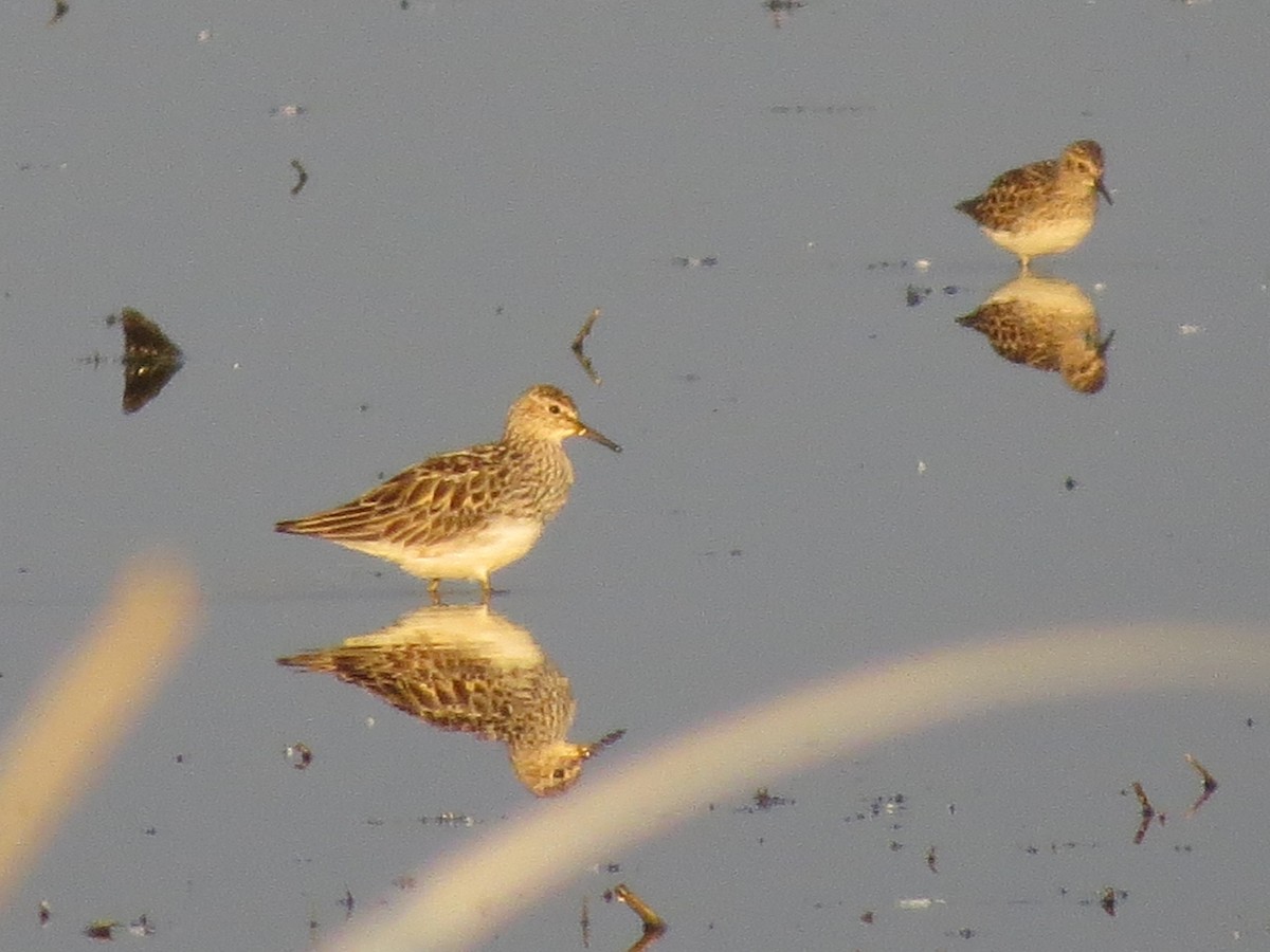 Pectoral Sandpiper - ML598037581