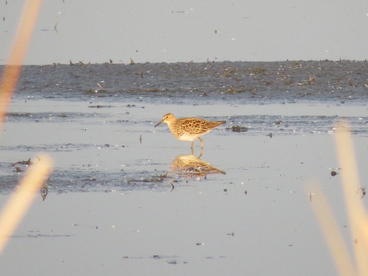 Pectoral Sandpiper - ML598037601