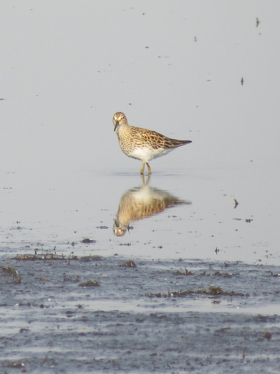 Pectoral Sandpiper - ML598037611