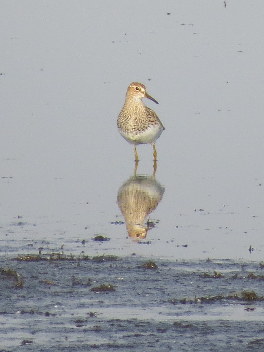 Pectoral Sandpiper - ML598037621