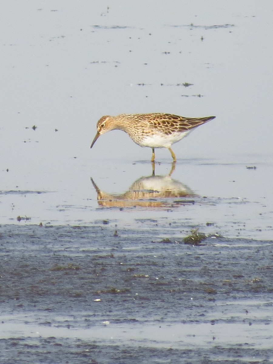 Graubrust-Strandläufer - ML598037631