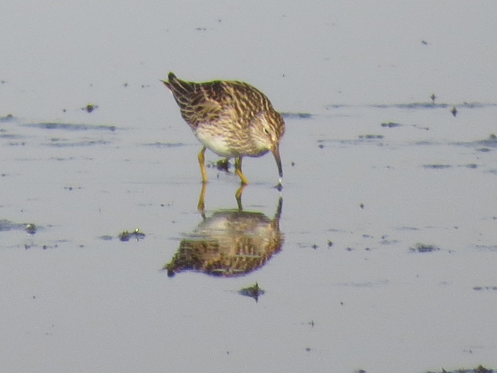 Graubrust-Strandläufer - ML598037641