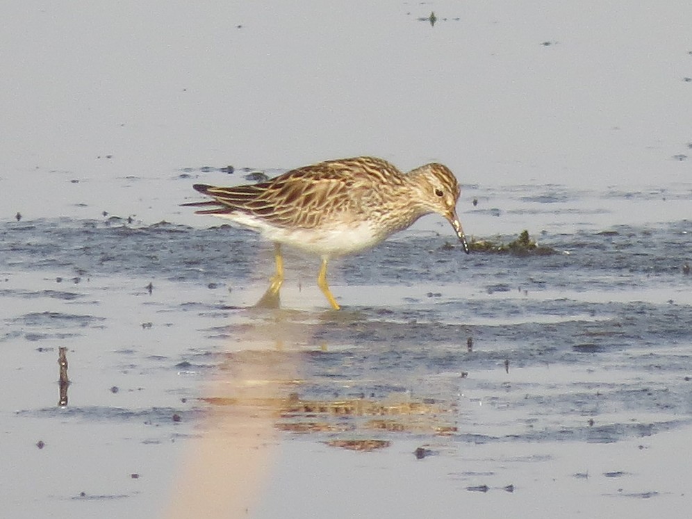 Pectoral Sandpiper - ML598037651